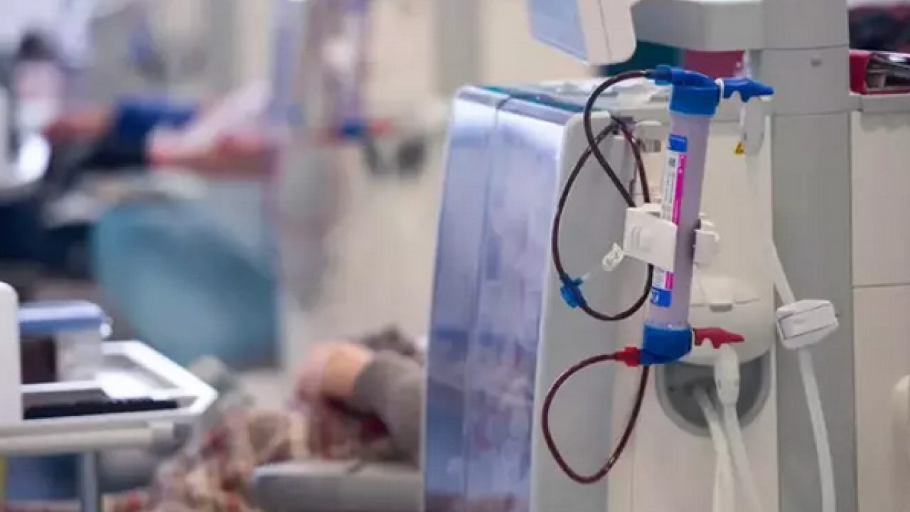 Foto - C vitamini, potasyum, malik asit, sitrik asit ve polifenol deposu! Böbreğin süpürgesi: Gilaburu ne işe yarar?