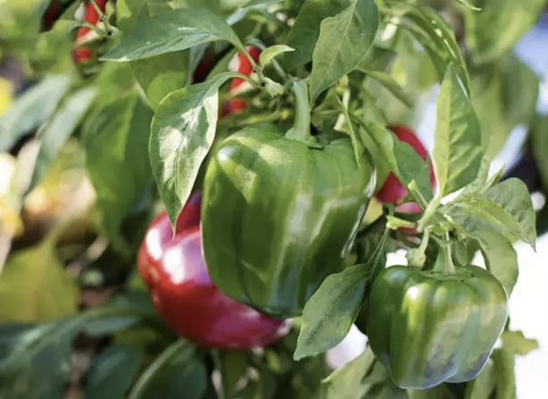 Foto - C vitamini takviyesi için portakalı ve limonu unutun! Kanser riskini azaltmanın yanında vitaminin kaynağı bu besin!