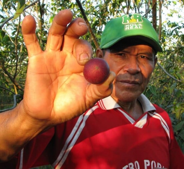 Foto - C vitaminin zirvesi bu meyve! Ne limon ne portakal! Bulamayan tozunu kaşık kaşık tüketiyor! En önemlisi yaşlanmayı yavaşlatıyor!