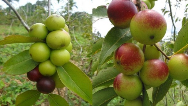 Foto - C vitaminin zirvesi bu meyve! Ne limon ne portakal! Bulamayan tozunu kaşık kaşık tüketiyor! En önemlisi yaşlanmayı yavaşlatıyor!