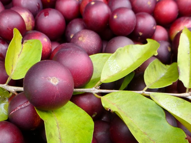 Foto - C vitaminin zirvesi bu meyve! Ne limon ne portakal! Bulamayan tozunu kaşık kaşık tüketiyor! En önemlisi yaşlanmayı yavaşlatıyor!