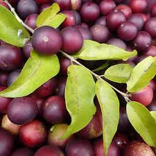 Foto - C vitaminin zirvesi bu meyve! Ne limon ne portakal! Bulamayan tozunu kaşık kaşık tüketiyor! En önemlisi yaşlanmayı yavaşlatıyor!