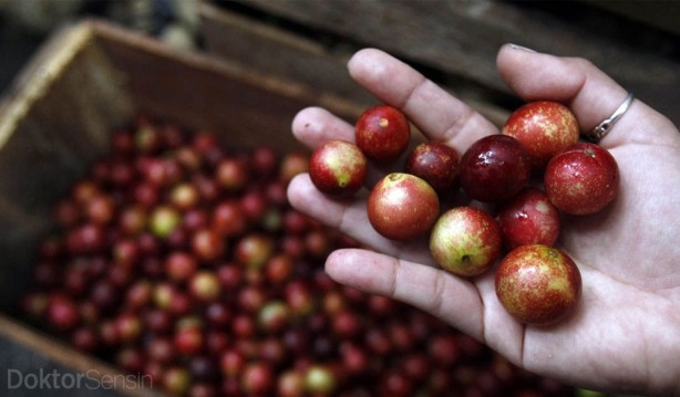 Foto - C vitaminin zirvesi bu meyve! Ne limon ne portakal! Bulamayan tozunu kaşık kaşık tüketiyor! En önemlisi yaşlanmayı yavaşlatıyor!