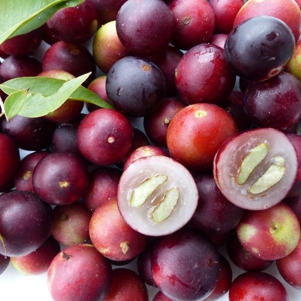 Foto - C vitaminin zirvesi bu meyve! Ne limon ne portakal! Bulamayan tozunu kaşık kaşık tüketiyor! En önemlisi yaşlanmayı yavaşlatıyor!