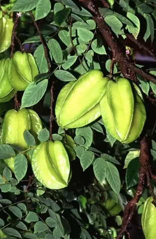 Foto - C vitamininde limonu sollayan tek meyve! Tanesi 54 lira: Kalsiyum, magnezyum ve demir zengini!