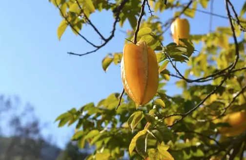 Foto - C vitamininde limonu sollayan tek meyve! Tanesi 54 lira: Kalsiyum, magnezyum ve demir zengini!