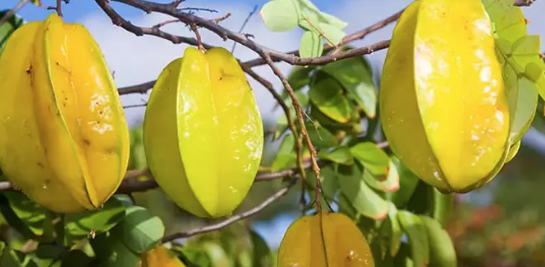 Foto - C vitamininde limonu sollayan tek meyve! Tanesi 54 lira: Kalsiyum, magnezyum ve demir zengini!