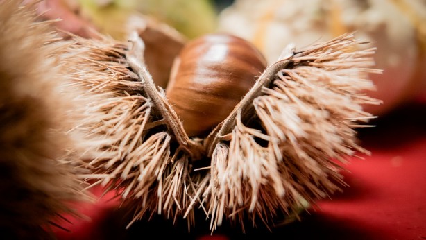 Foto - Çağımızın en büyük hastalığına iyi geliyor!