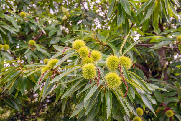 Foto - Çağımızın en büyük hastalığına iyi geliyor!