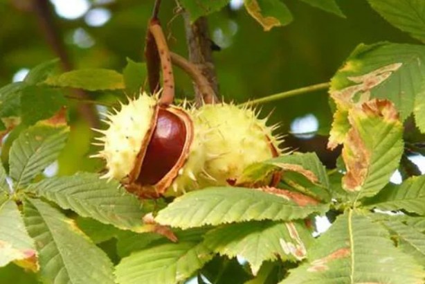 Çağımızın en büyük hastalığına iyi geliyor!