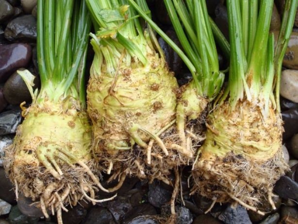 Foto - Çağın hastalıklarına şifa olan besinler