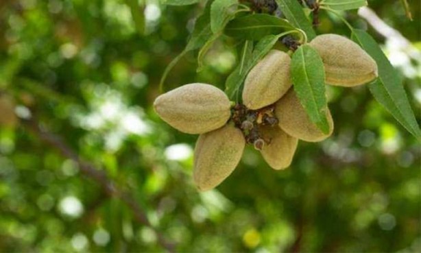 Foto - Çağlanın faydalarını biliyor musunuz?