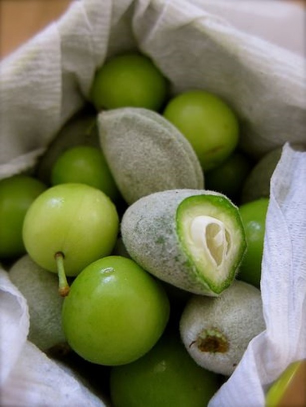 Foto - Çağlanın faydalarını biliyor musunuz?