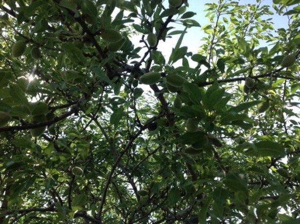 Foto - Çağlanın faydalarını biliyor musunuz?