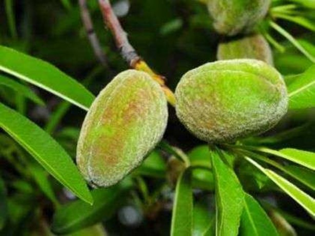 Foto - Çağlanın faydalarını biliyor musunuz?