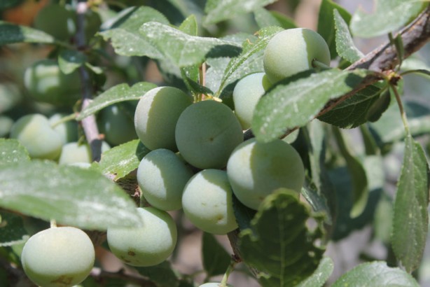 Foto - Çakal eriği faydaları! Güvem eriğinin şifası: sağlıklı, hopur hopur yiyorsunuz! En iyi lezzetleri arasında