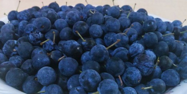 Foto - Çakal eriği faydaları! Güvem eriğinin şifası: sağlıklı, hopur hopur yiyorsunuz! En iyi lezzetleri arasında