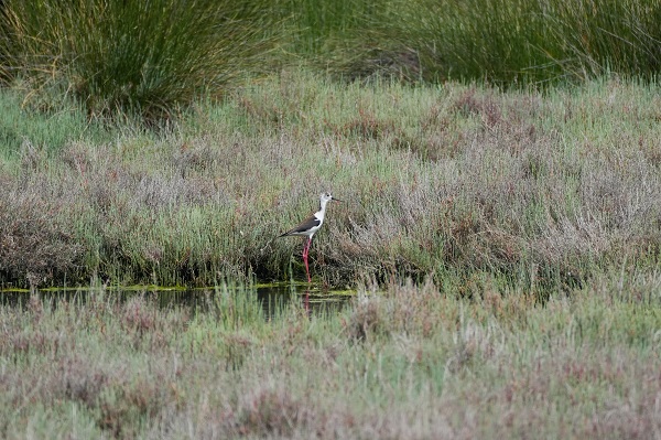 Foto - Çakalburnu Lagünü'nün kuşları objektiflere yansıdı