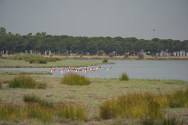 Foto - Çakalburnu Lagünü'nün kuşları objektiflere yansıdı