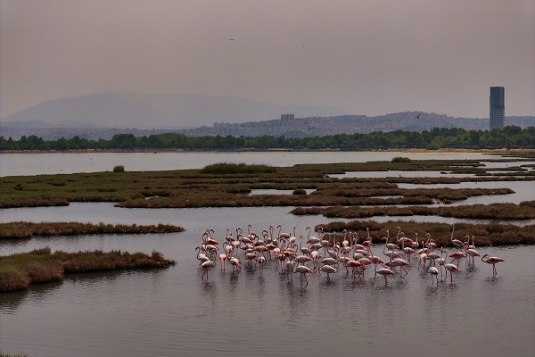 Foto - Çakalburnu Lagünü'nün kuşları objektiflere yansıdı