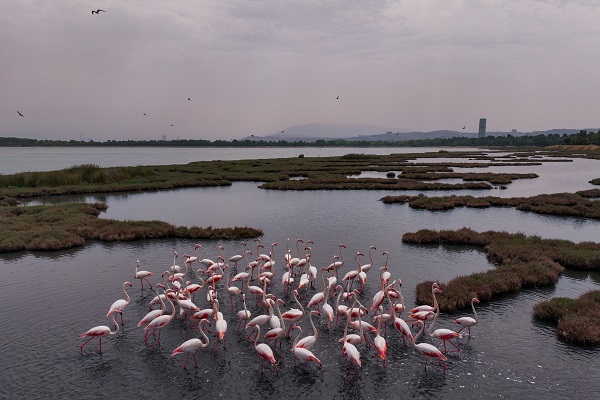 Foto - Çakalburnu Lagünü'nün kuşları objektiflere yansıdı
