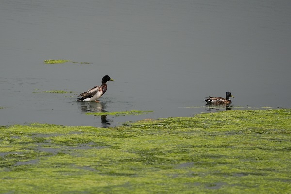 Foto - Çakalburnu Lagünü'nün kuşları objektiflere yansıdı