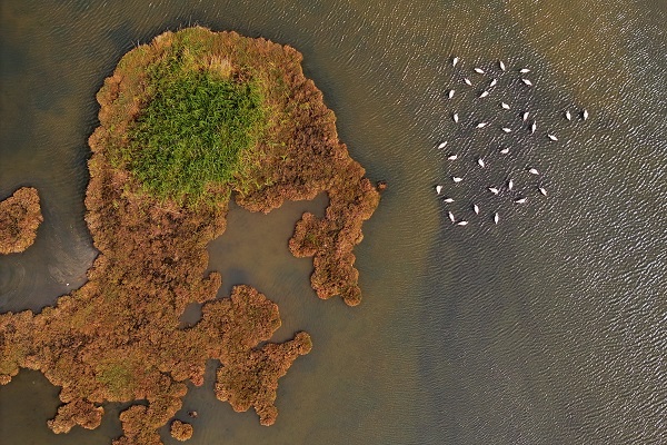 Foto - Çakalburnu Lagünü'nün kuşları objektiflere yansıdı