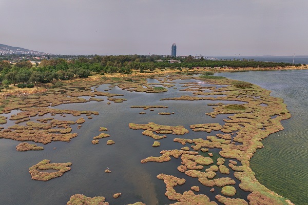 Foto - Çakalburnu Lagünü'nün kuşları objektiflere yansıdı