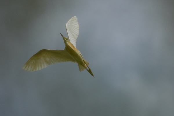 Foto - Çakalburnu Lagünü'nün kuşları objektiflere yansıdı