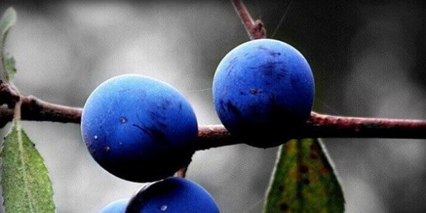 Foto - Çakalı eriği (Güvem eriği) nedir? Çakalı eriği faydaları