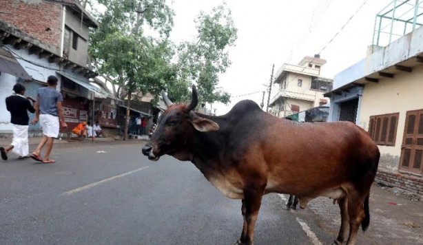 Foto - Çakallar inekleri kesip suçu Müslümanlara attı
