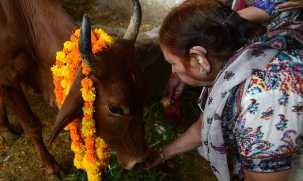Foto - Çakallar inekleri kesip suçu Müslümanlara attı