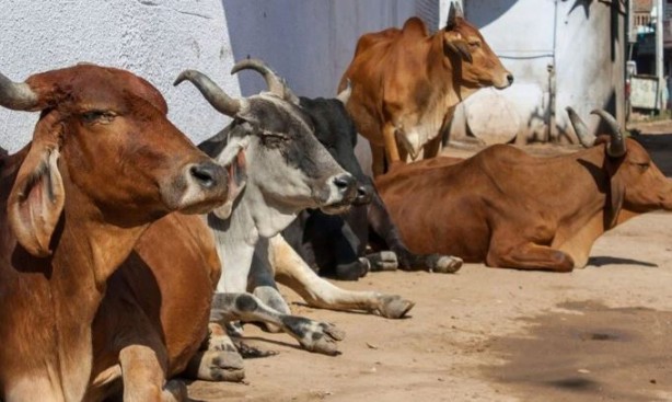 Foto - Çakallar inekleri kesip suçu Müslümanlara attı