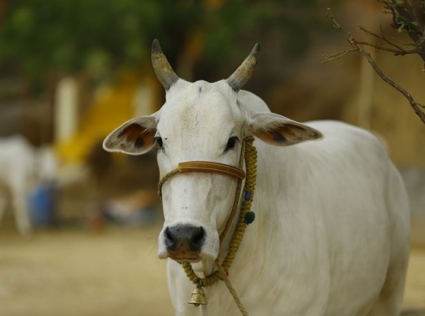 Foto - Çakallar inekleri kesip suçu Müslümanlara attı