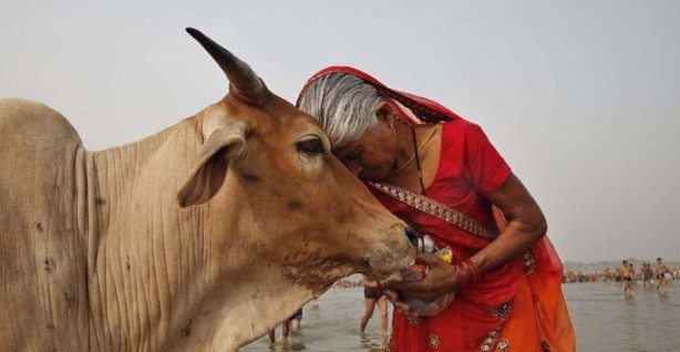 Foto - Çakallar inekleri kesip suçu Müslümanlara attı