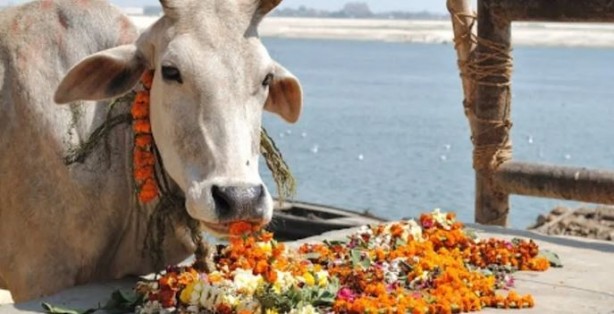 Foto - Çakallar inekleri kesip suçu Müslümanlara attı
