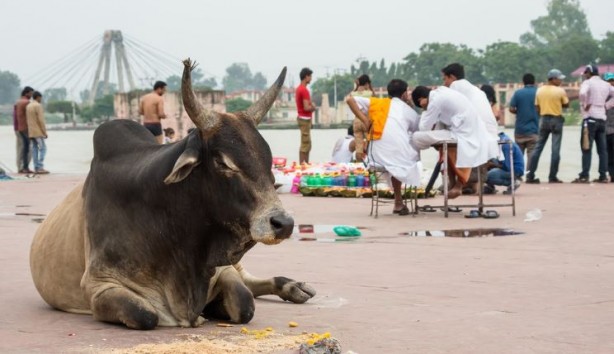 Çakallar inekleri kesip suçu Müslümanlara attı