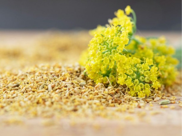 Foto - Çakşır otu (kökü): Bir kez yiyen bir daha vitamin kullanmıyor! Pahalı ilaç ürünleri, harcamaları yerine doğal alalım