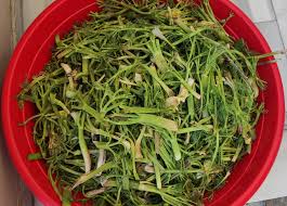 Foto - Çakşır otu (kökü): Bir kez yiyen bir daha vitamin kullanmıyor! Pahalı ilaç ürünleri, harcamaları yerine doğal alalım