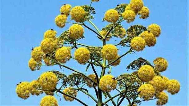 Foto - Çakşır otu (kökü): Bir kez yiyen bir daha vitamin kullanmıyor! Pahalı ilaç ürünleri, harcamaları yerine doğal alalım