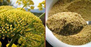 Foto - Çakşır otu (kökü): Bir kez yiyen bir daha vitamin kullanmıyor! Pahalı ilaç ürünleri, harcamaları yerine doğal alalım