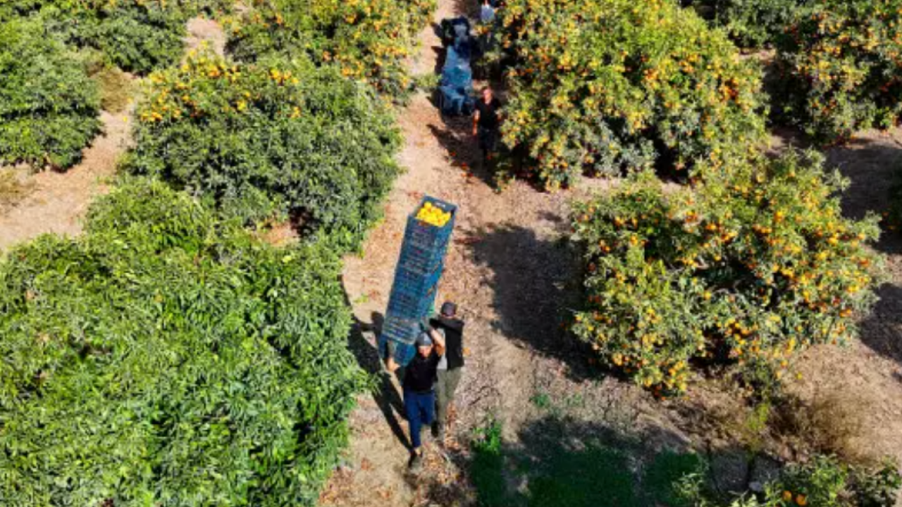 Çalışanlar iş bıraktı: Kilosu 3 liraya kadar düştü!