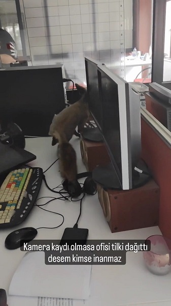 Foto - Çalışanlar şaştı kaldı! Televizyon binasına giren tilki ortalığı birbirine kattı