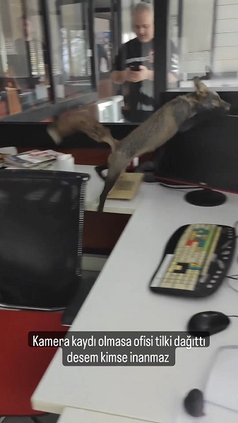 Foto - Çalışanlar şaştı kaldı! Televizyon binasına giren tilki ortalığı birbirine kattı