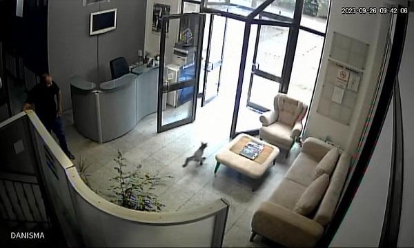 Foto - Çalışanlar şaştı kaldı! Televizyon binasına giren tilki ortalığı birbirine kattı