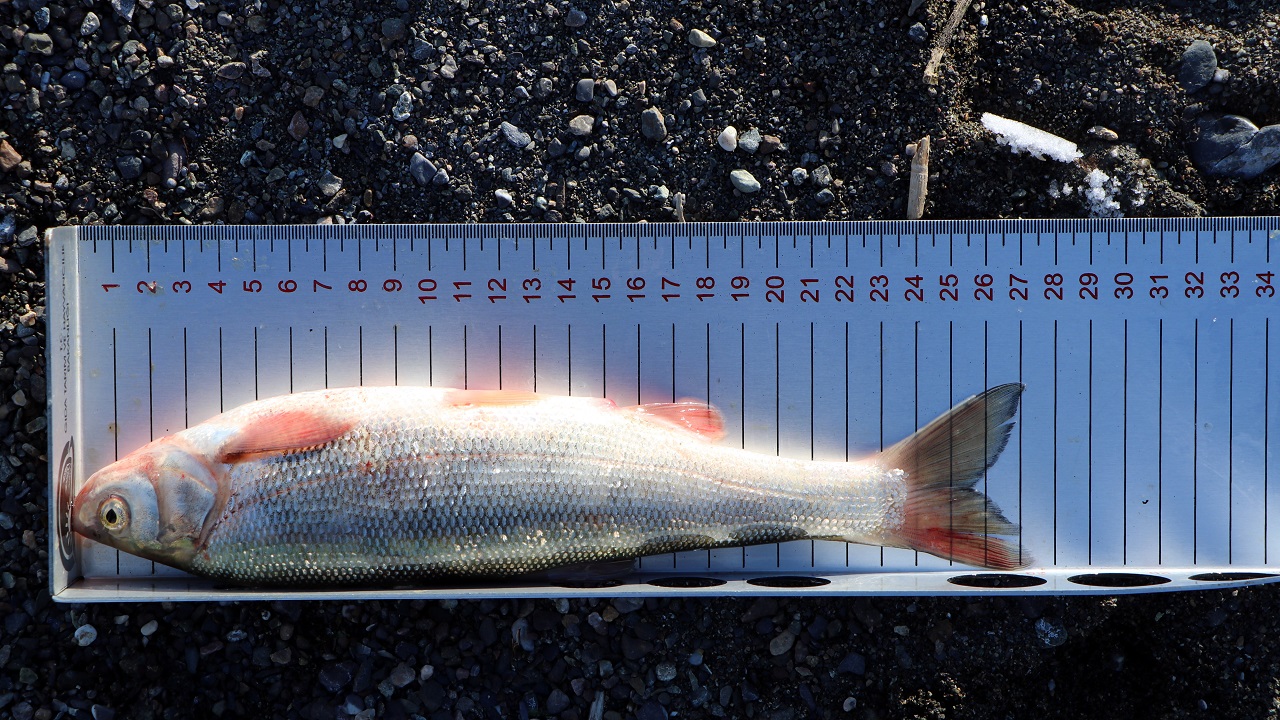 Foto - Çalışmalar faydasını verdi! Bir zamanlar balık yoktu, şimdi balıkçıların geçim kaynağı
