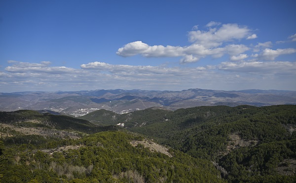 Foto - Çalışmalar meyvesini verdi! Nesli tükenmek üzereydi sayı arttı