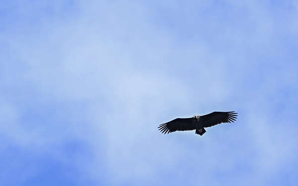 Foto - Çalışmalar meyvesini verdi! Nesli tükenmek üzereydi sayı arttı