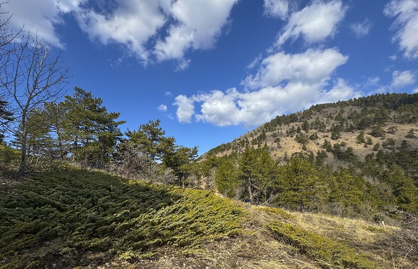 Foto - Çalışmalar meyvesini verdi! Nesli tükenmek üzereydi sayı arttı