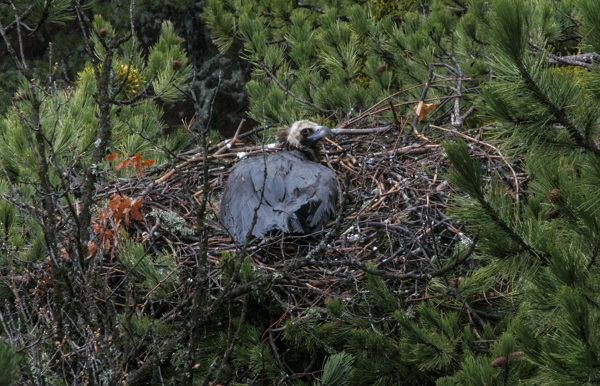 Foto - Çalışmalar meyvesini verdi! Nesli tükenmek üzereydi sayı arttı